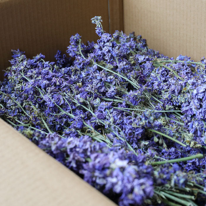Light Purple Delphinium Bunch - Box of 20