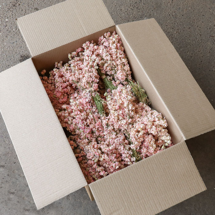 Light Pink Delphinium Bunch - Box of 20