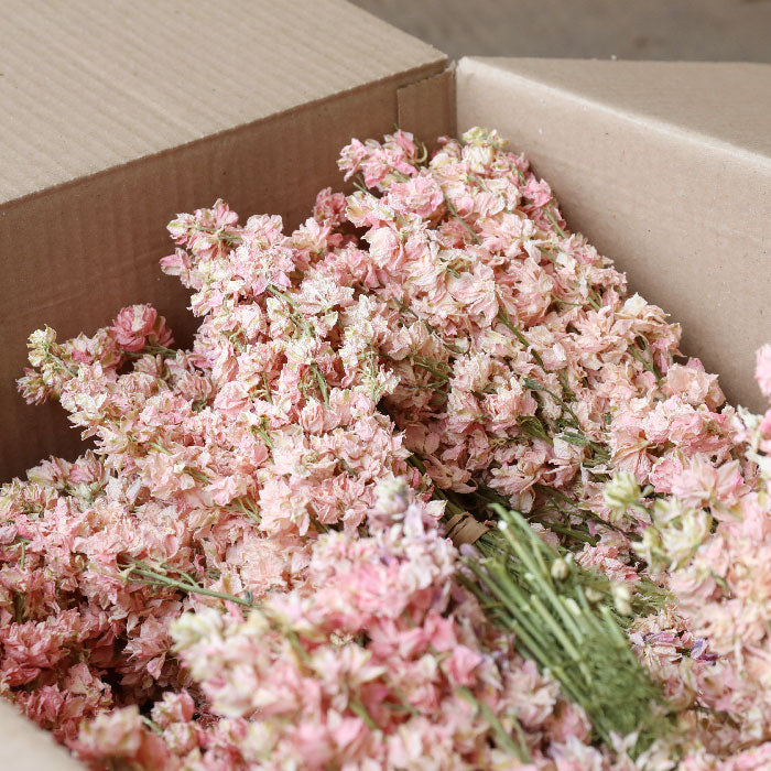 Light Pink Delphinium Bunch - Box of 20