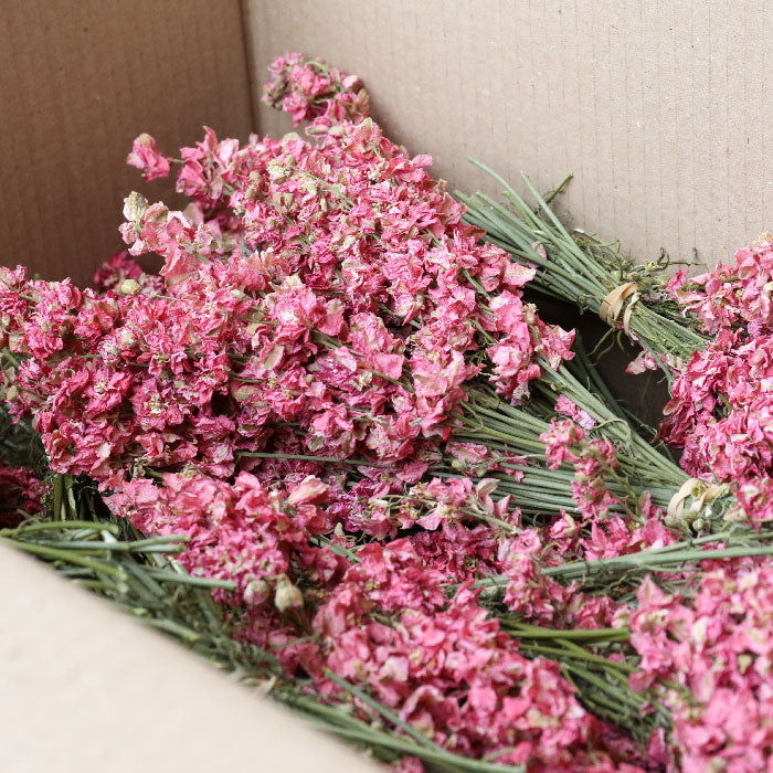 Dark Pink Delphinium Bunch - Box of 20