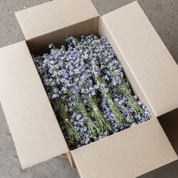 Light Blue Delphinium Bunch - Box of 20