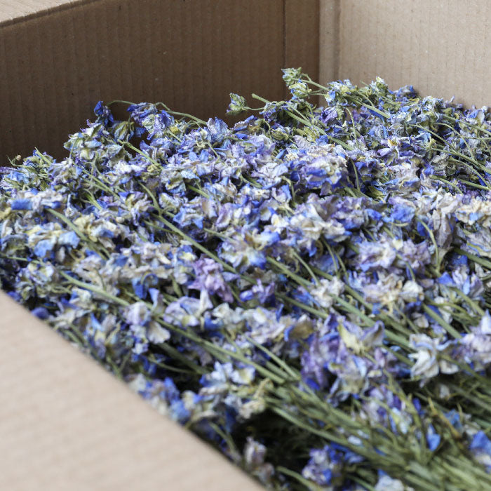Light Blue Delphinium Bunch - Box of 20