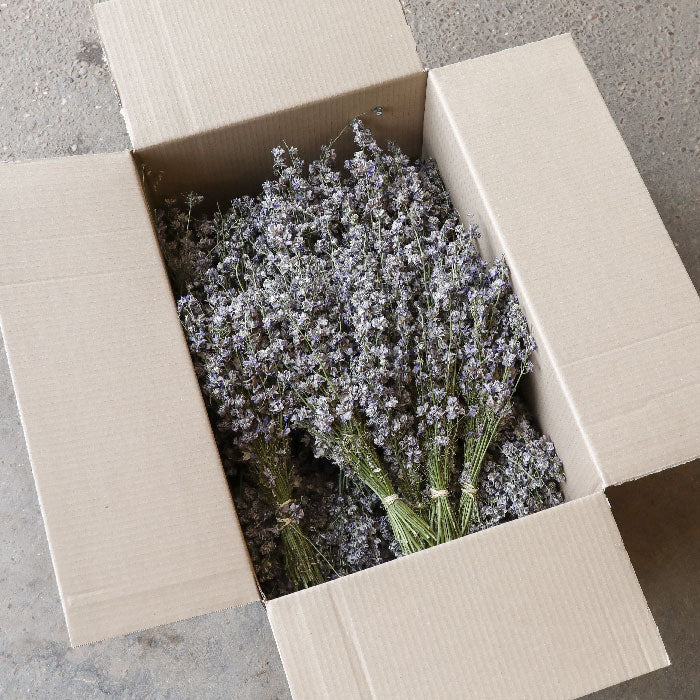Grey Delphinium Bunch - Box of 20