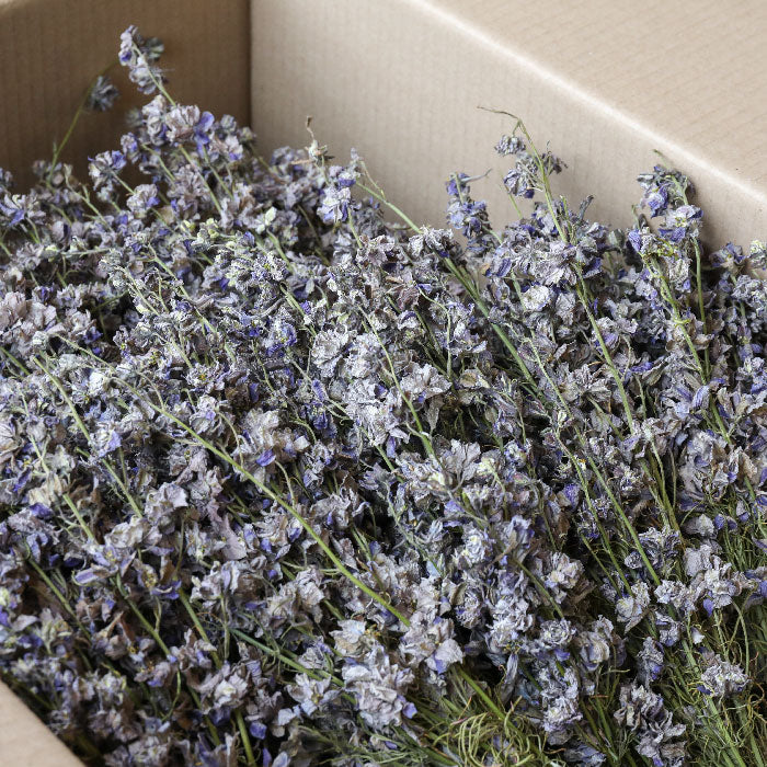 Grey Delphinium Bunch - Box of 20