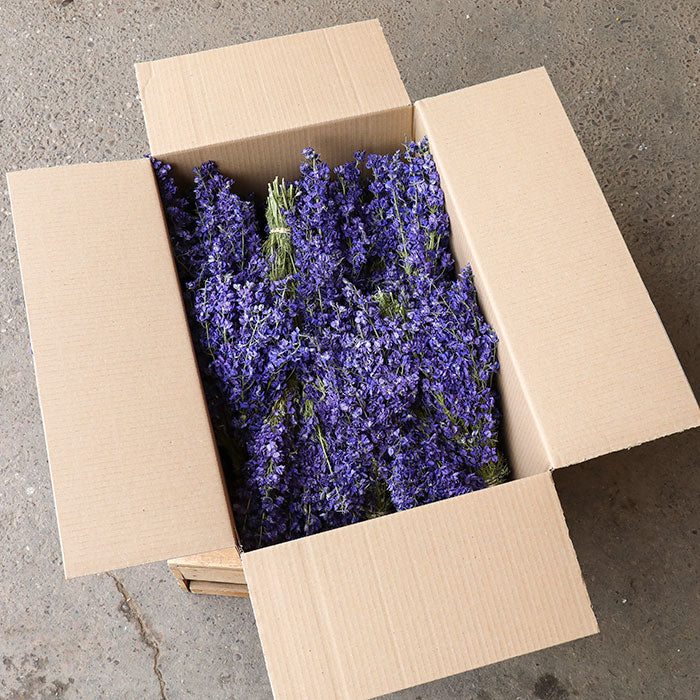 Dark Purple Delphinium Bunch - Box of 20