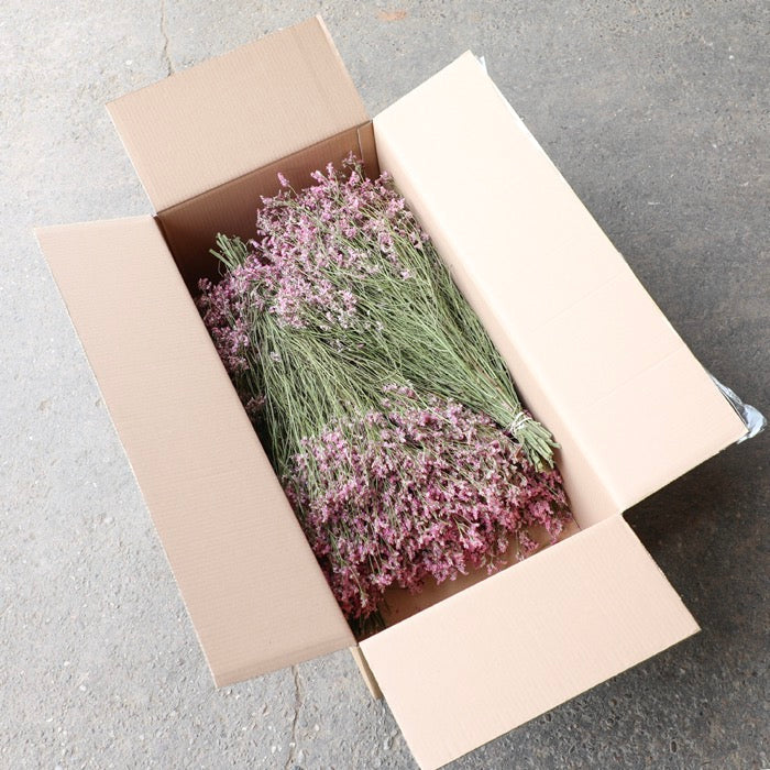 Pink Limonium Bunch - Box of 20
