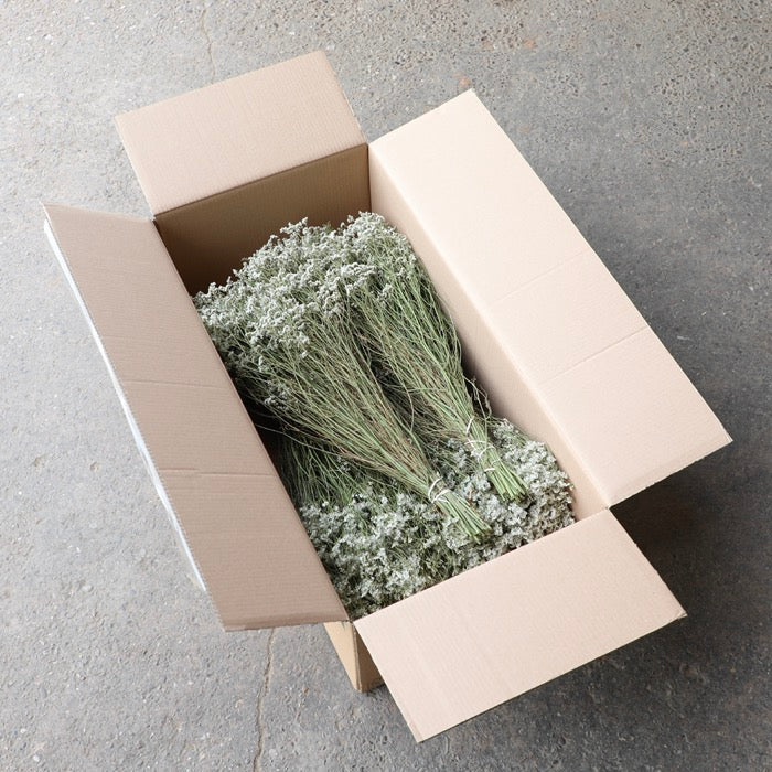 White Limonium Bunch - Box of 20