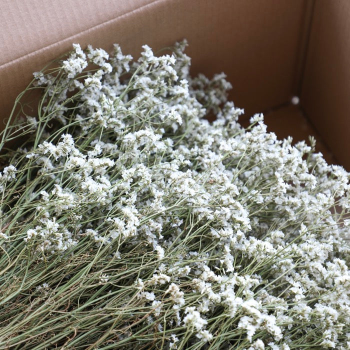 White Limonium Bunch - Box of 20