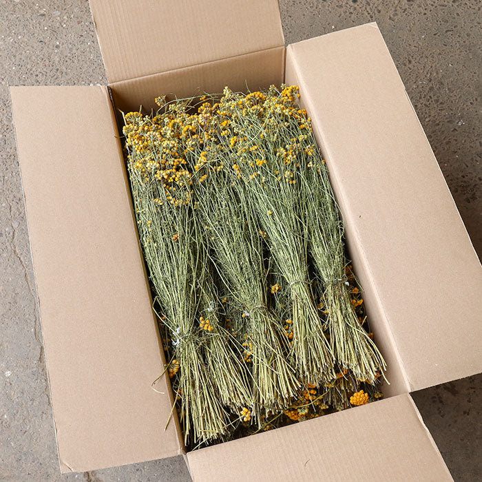 Yellow Lonas - Box of 15