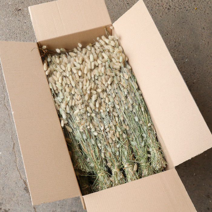 Lagurus Bunch - Box of 25