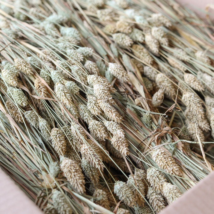 Natural Phalaris Bunches - Box of 20