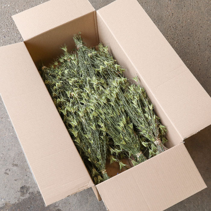 Nigella Orientalis Bunch - Box of 20