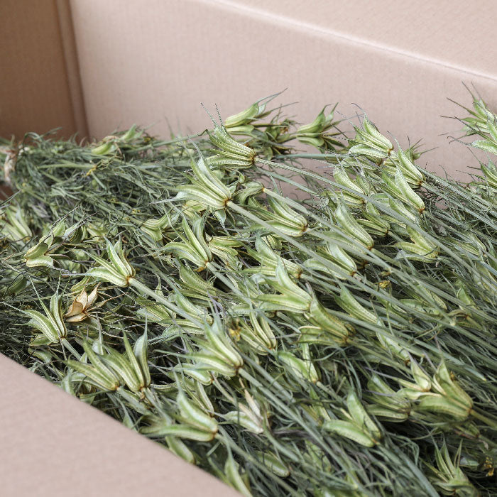 Nigella Orientalis Bunch - Box of 20