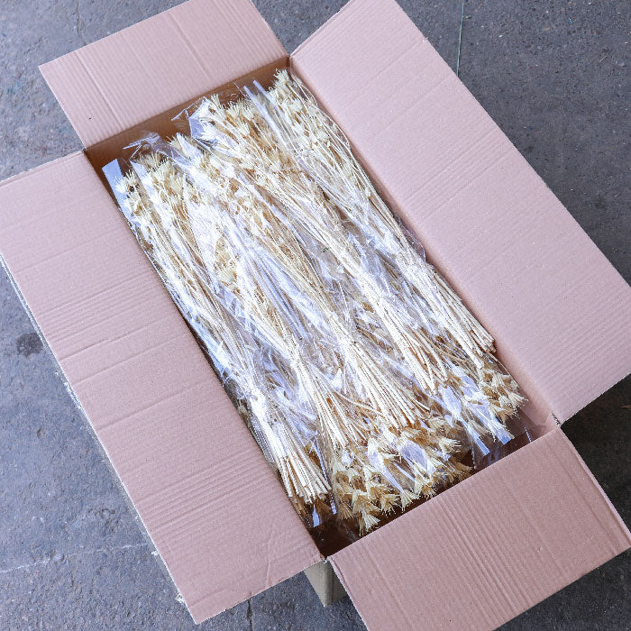 Bleached Nigella Orientalis Bunches – Box of 15