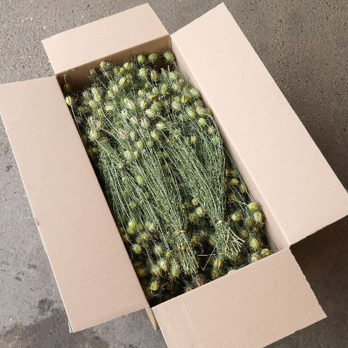 Nigella Pod Bunch - Box of 8