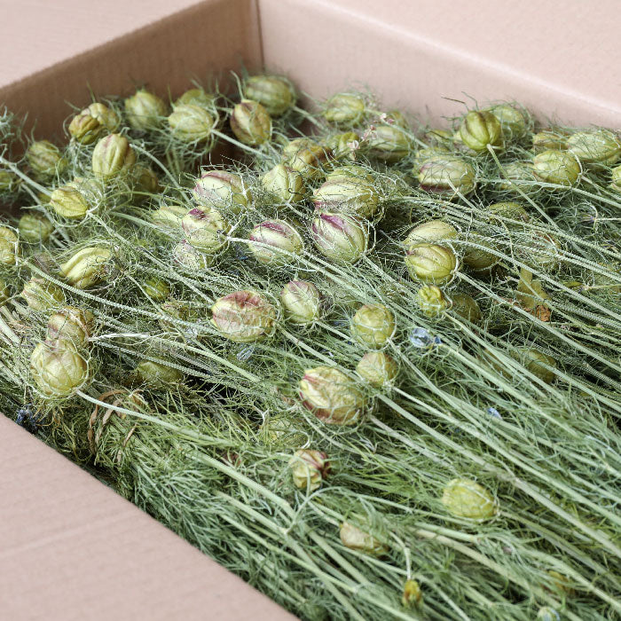 Nigella Pod Bunch - Box of 8