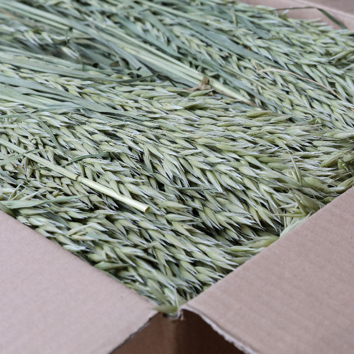 Oat Bunch - Box of 20