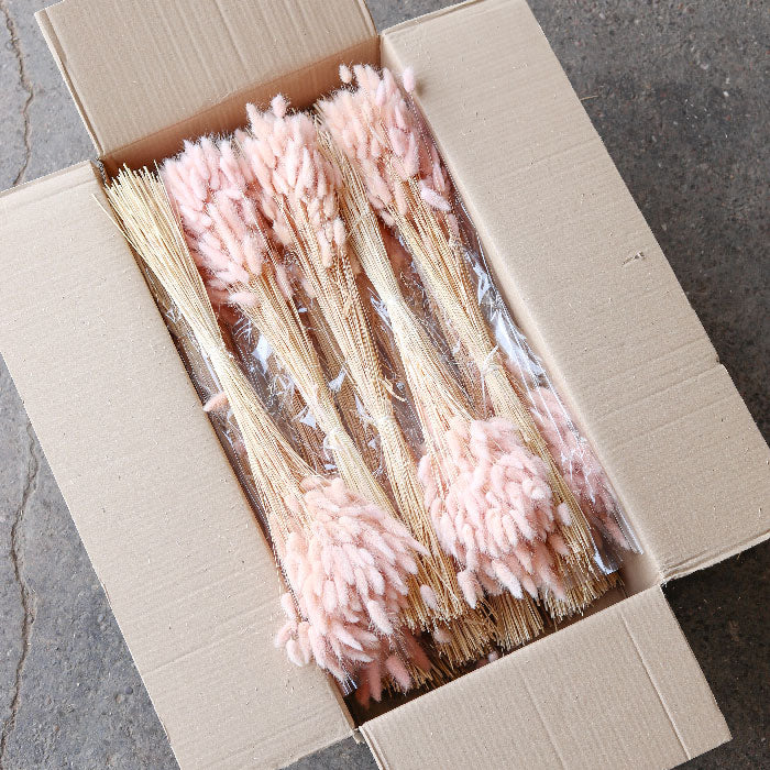 Pastel Pink Lagurus Bunch (Dyed) - Box of 25