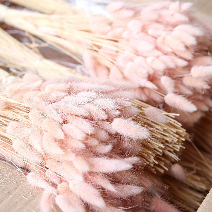 Pastel Pink Lagurus Bunch (Dyed) - Box of 25