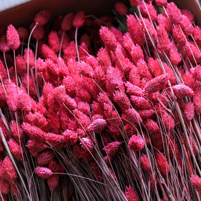 Bright Pink Phalaris Bunches (Dyed) - Box of 15