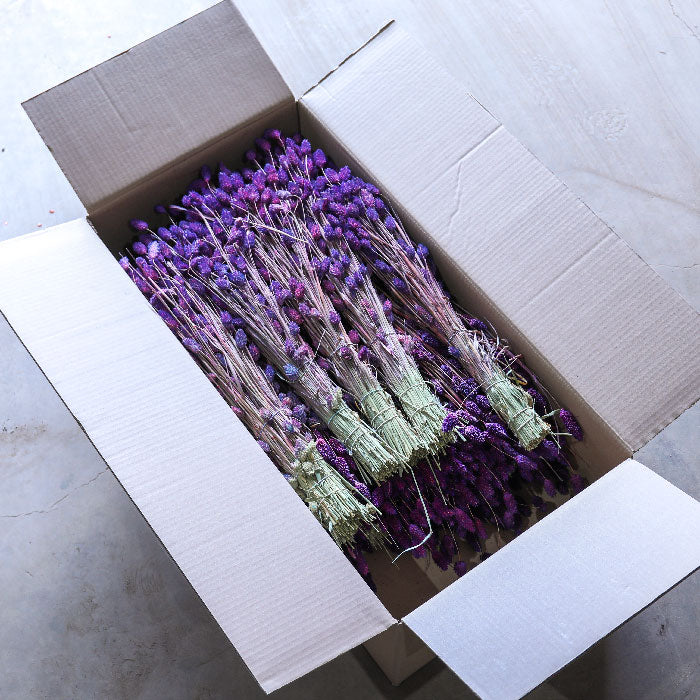 Violet Phalaris Bunches (Dyed) - Box of 15