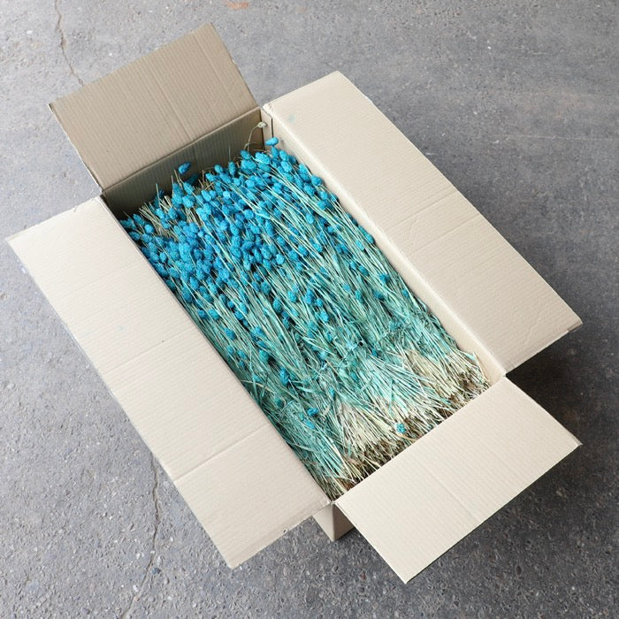 Teal Phalaris Bunches (Dyed) - Box of 15