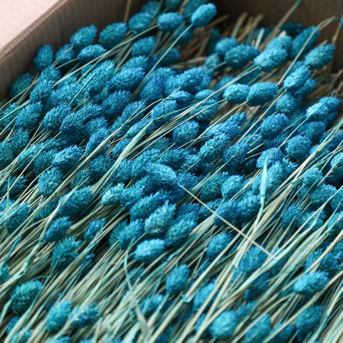 Teal Phalaris Bunches (Dyed) - Box of 15
