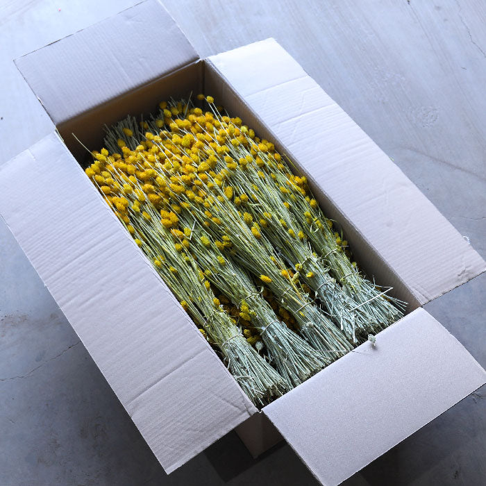 Yellow Phalaris Bunches (Dyed) - Box of 15