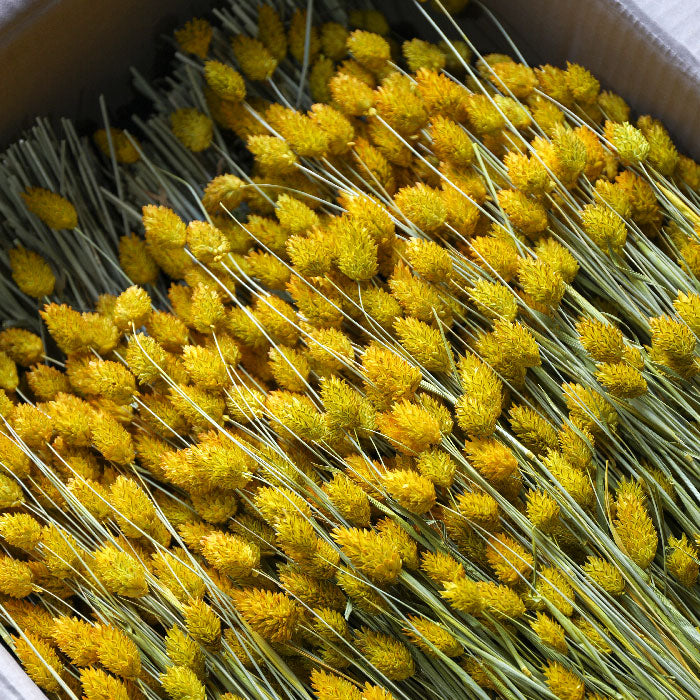 Yellow Phalaris Bunches (Dyed) - Box of 15