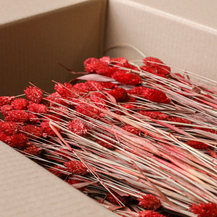 Red Phalaris Bunches (Dyed) - Box of 15