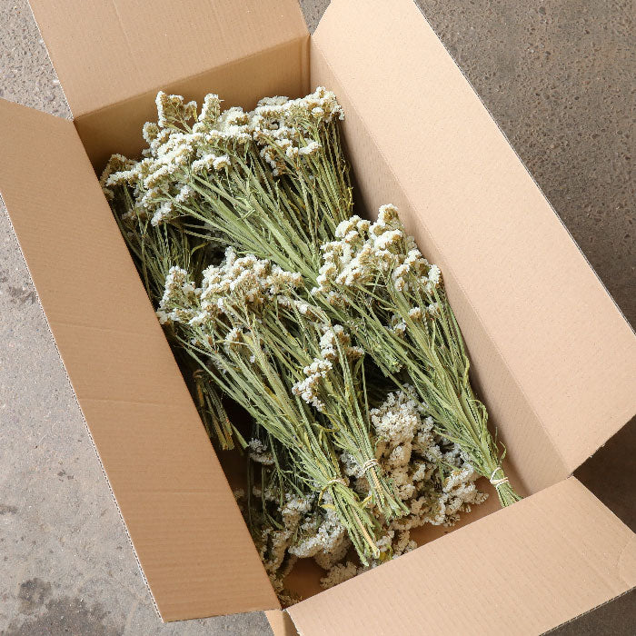 White Statice Bunches - Box of 10