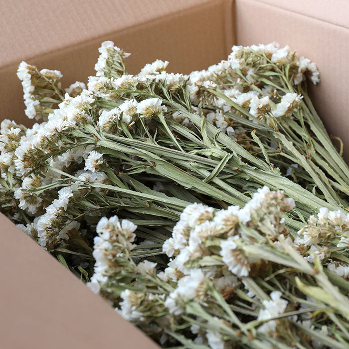 White Statice Bunches - Box of 10