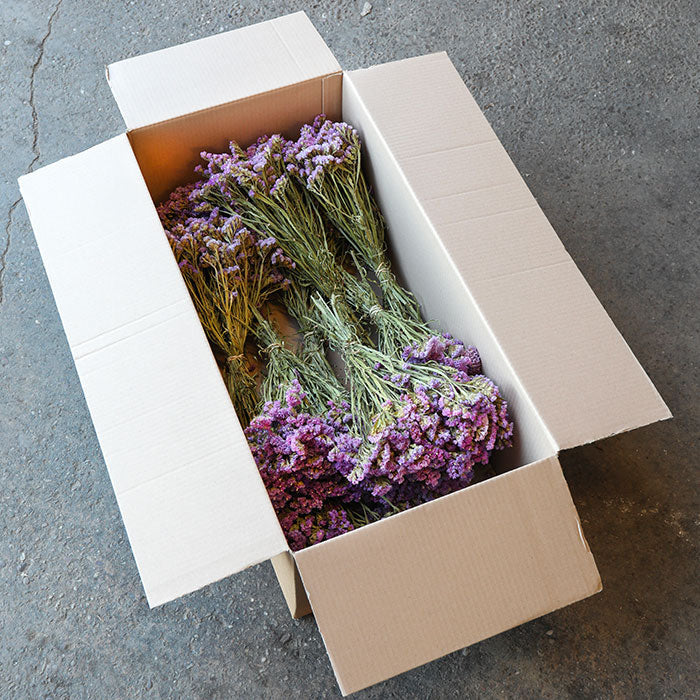 Lilac Pink Statice - Box of 10