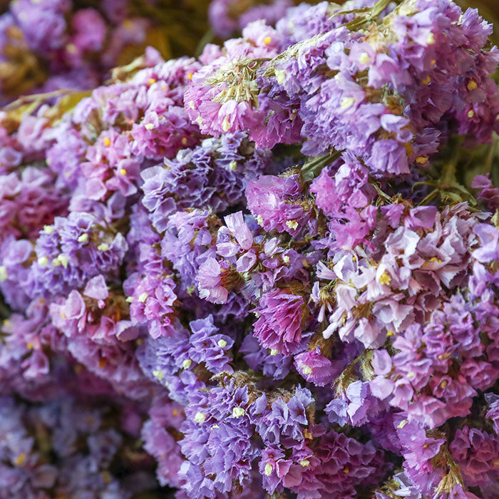 Lilac Pink Statice - Box of 10