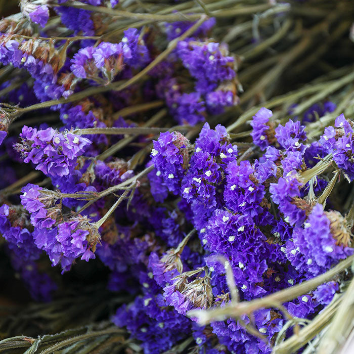 Purple Statice - Box of 10