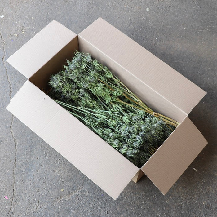 Thistle (Eryngium) Bunches – Box of 12