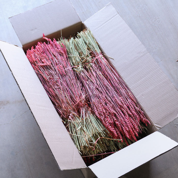 Pink Wheat Bunches (Dyed) - Box of 20