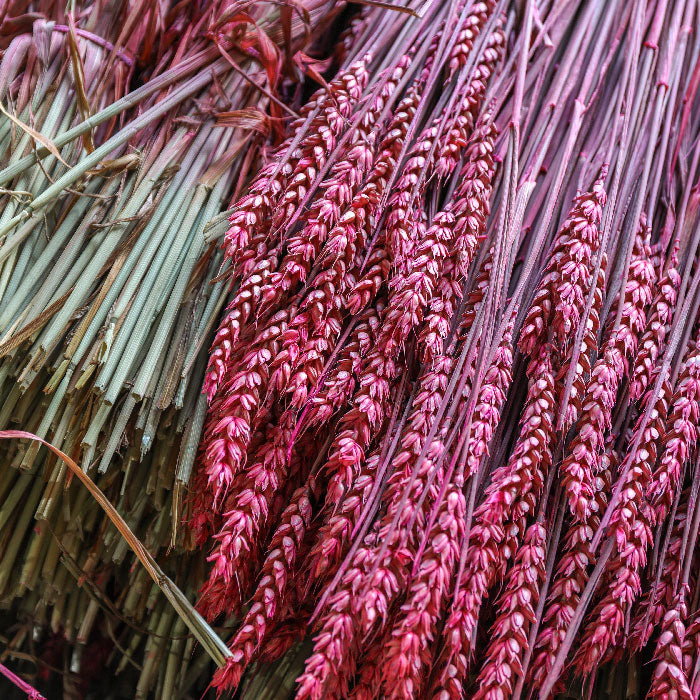 Pink Wheat Bunches (Dyed) - Box of 20