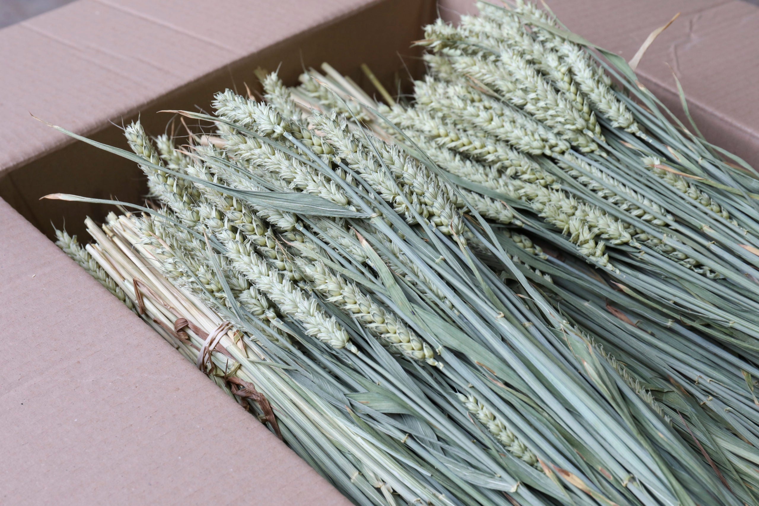 Wheat Bunch - Box of 20