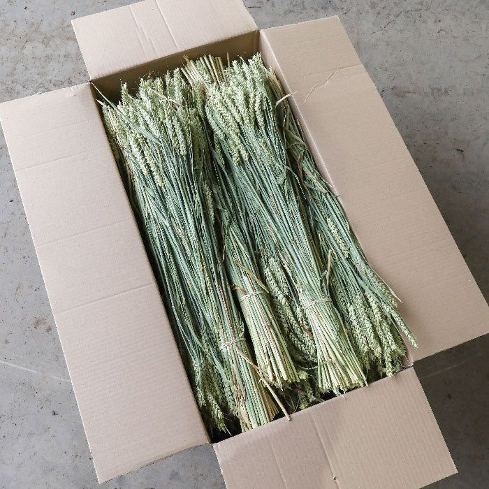 Wheat Bunch - Box of 20