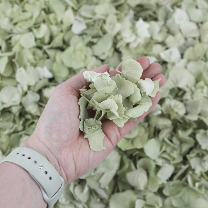 Green Hydrangea - Seconds