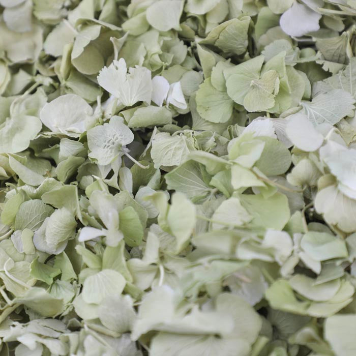 Green Hydrangea - Seconds