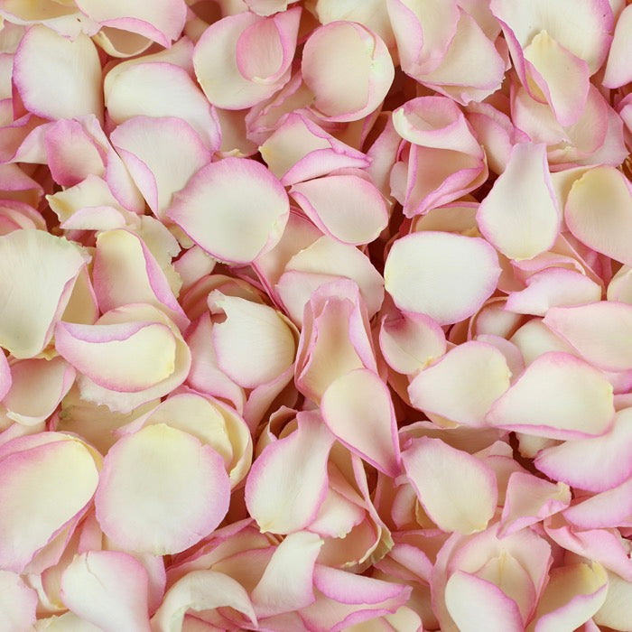 Ivory Pink Edge Rose Petals