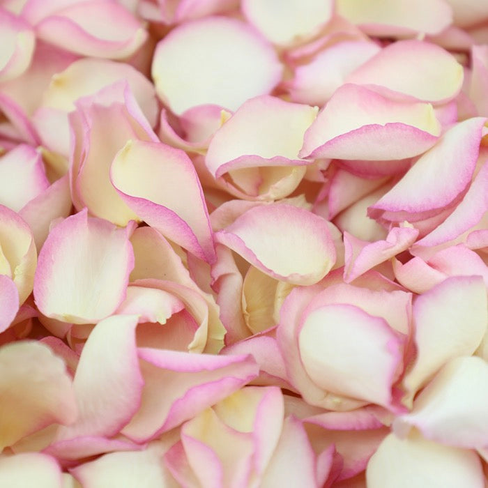 Ivory Pink Edge Rose Petals