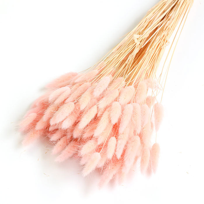 Pastel Pink Lagurus Bunch (Dyed)