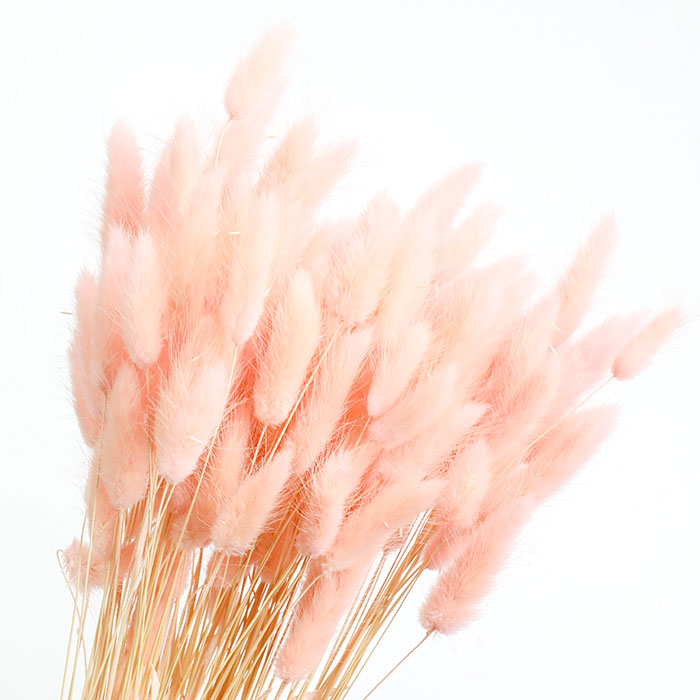 Pastel Pink Lagurus Bunch (Dyed) - Box of 25