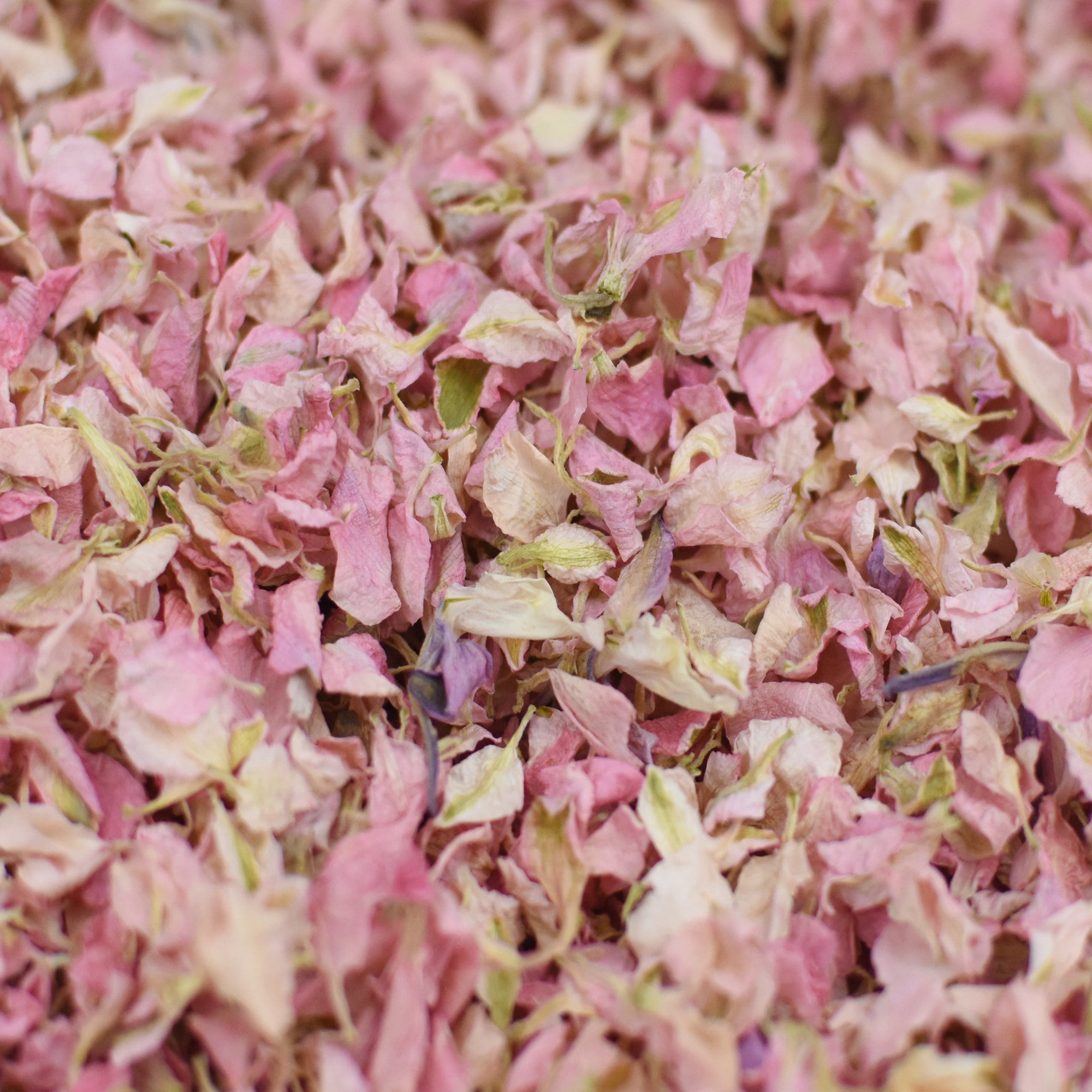 Light Pink Delphinium Petals
