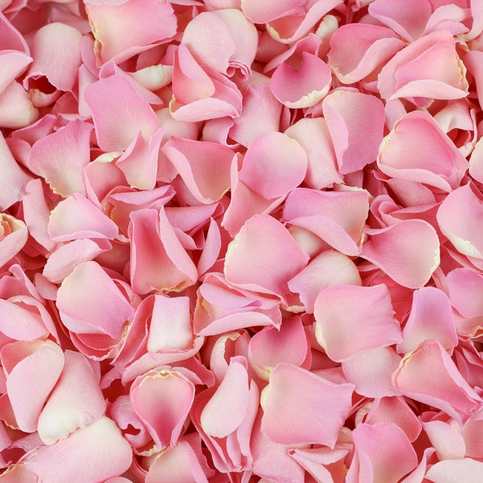 Light Pink Rose Petals
