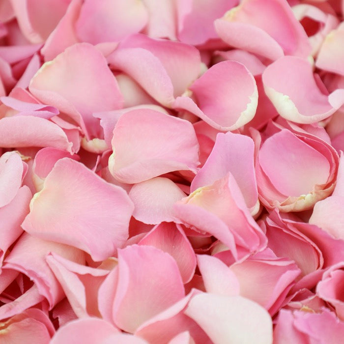 Light Pink Rose Petals