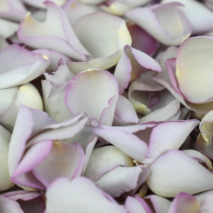 Pale Purple Rose Petals
